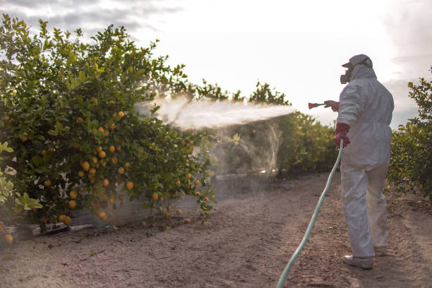 Best Termite Control Services  in White Sulphur Springs, MT